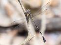 Epigomphus tumefactus (Lowland Knobtail) male-5.jpg